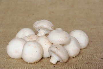 champignon