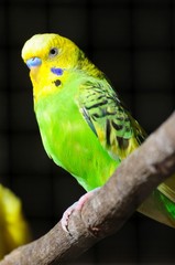 closeup of budgerigar