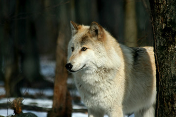 Fototapeta premium Wolf in the woods