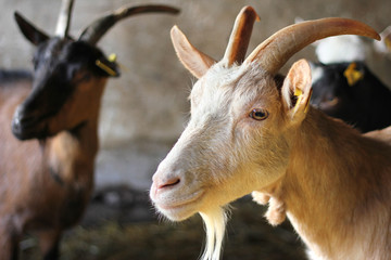 Goats on Farm