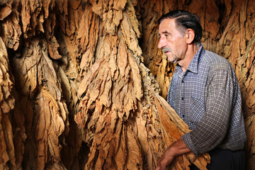 Farmer looks and controls dry tobacco leaf in the dryer
