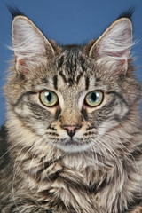 Obraz premium Close-up portrait of a Maine-coon cat