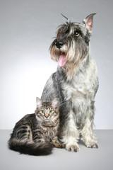 Dog of breed  mittel schnauzer with a small kitten