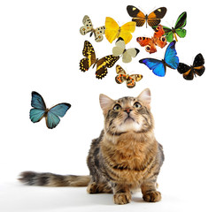 chat et papillons