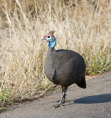 Guineafowl walking on tar road in the sun