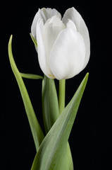 Beautiful white tulip