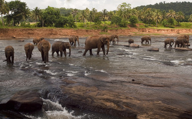 Fototapeta na wymiar słonie