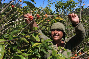 Smiling woman picking coffee beans on a sunny day