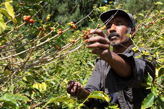 St Helena coffee farmer picking ripe cherry beans