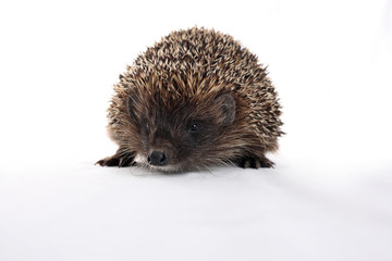 hedgehog