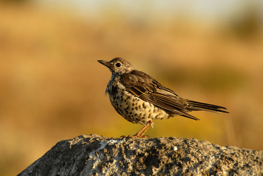 Zorzal posado en la roca