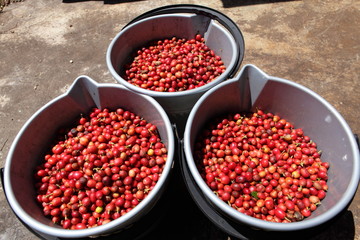Three buckets full of ripe red coffee beans