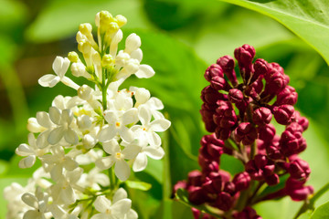 White and red jasmine