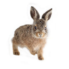 Adorable rabbit isolated on white