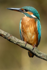 Un martín pescador