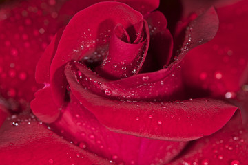 Flor Rosa