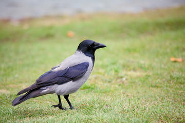 Grey crow