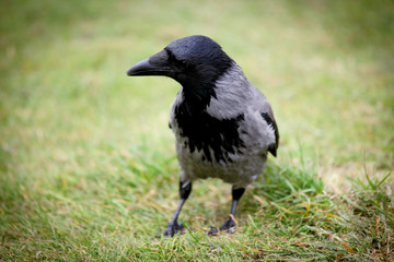 Grey crow