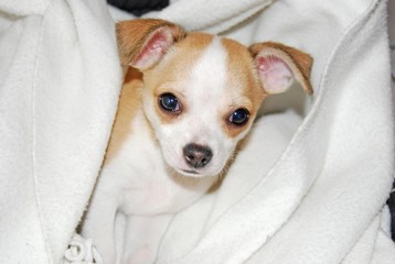 chiot