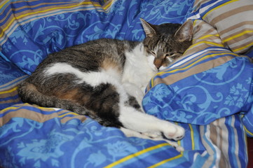 Faul sein