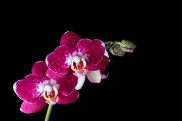 Fototapeta na wymiar Pink orchid with drop of dew