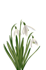 Schneeglöckchen freigestellt