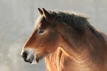 Cheval en hiver