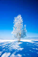 Obraz na płótnie Canvas Winter tree