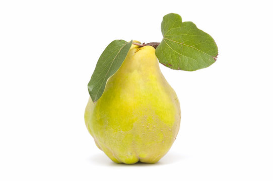 fresh quince