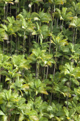 Palm tree at Hamakua Coast, Hawaii