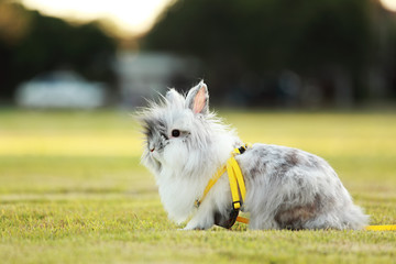 Cute Teddy Bear Rabbit On Grass Field