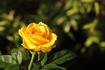 Yellow Rose in Garden