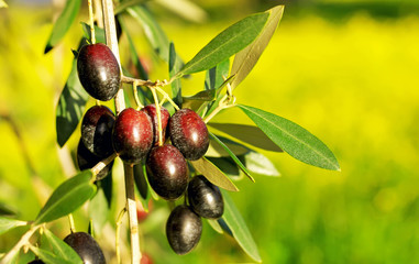 Olives hanging in branch . © inacio pires