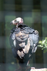 Animali