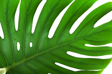 Leaf of a monstera