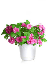 Colorful flowers growing in a pot