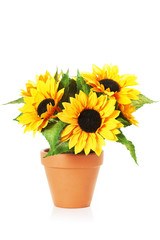 Bright sunflowers in a pot