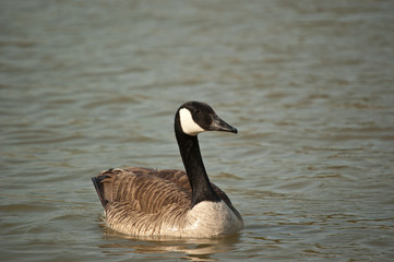 Naklejka na ściany i meble Canada Goose Swimming on a Pond