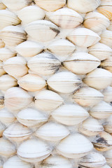 Shell wall
