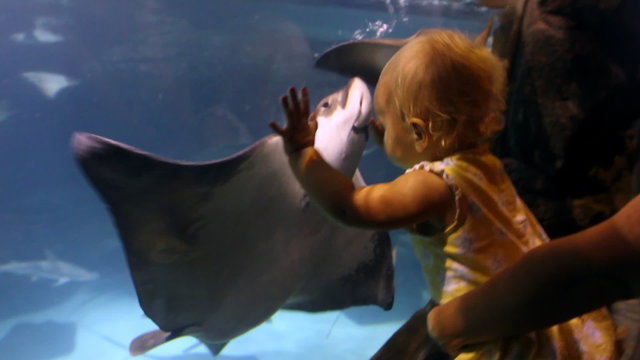 Baby Watching Sting Rays