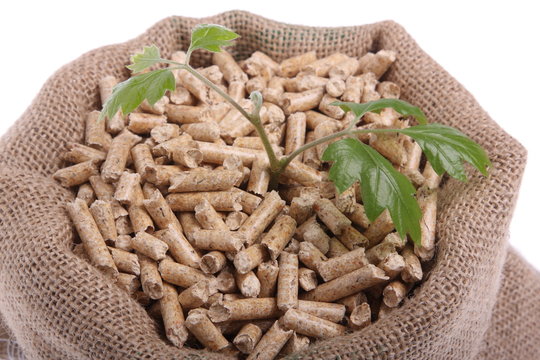pellets pflanze