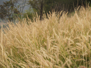 Close up yellow bulrush