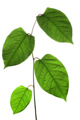 Naklejka premium Green isolated leaf