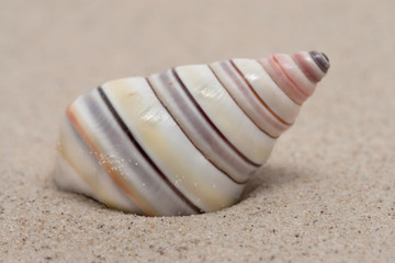 buntgestreiftes Schneckenhaus im Sand