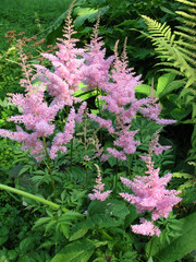 Pink apical buds astilby (Astilbe)