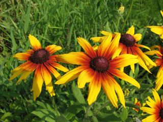 Hybrid rudbeckia (Rudbeckia x hybrida)