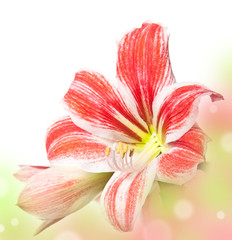 red amaryllis on colored background