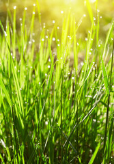 Green grass with waterdrops