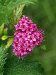 Blooming in spring purple flowers