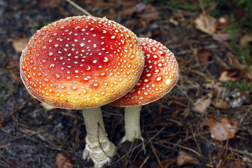 Fly agaric